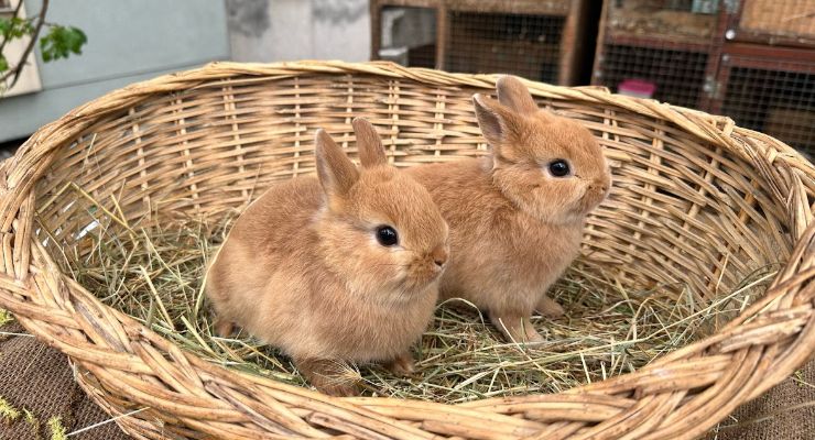 Sivas Büyümeyen Tavşan