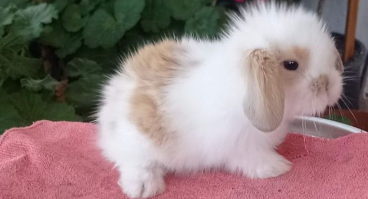 Sivas Hollanda Lop Tavşan
